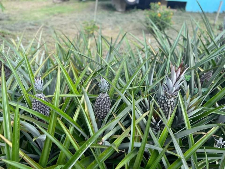 Durian Ecolodge 탐핀 외부 사진